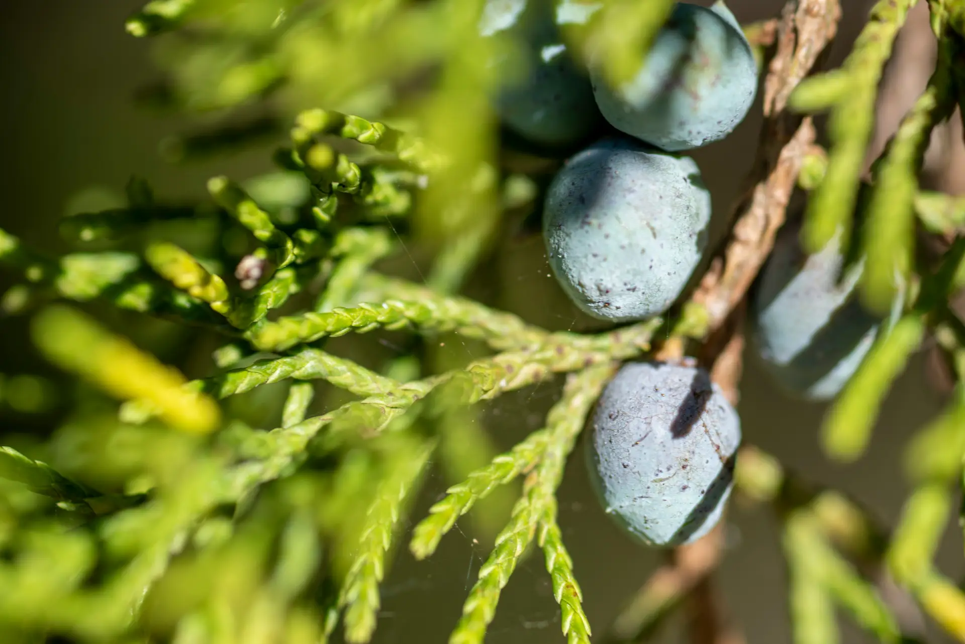Mountain Cedar allergy virtual treatment in USA