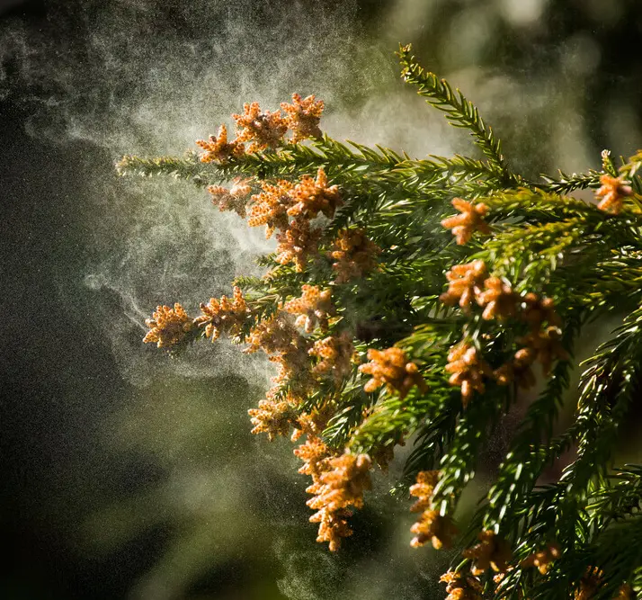 Pollen allergy virtual treatment in USA