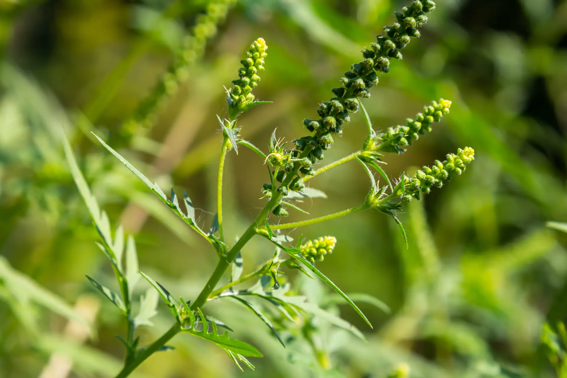 Ragweed allergy virtual treatment in USA